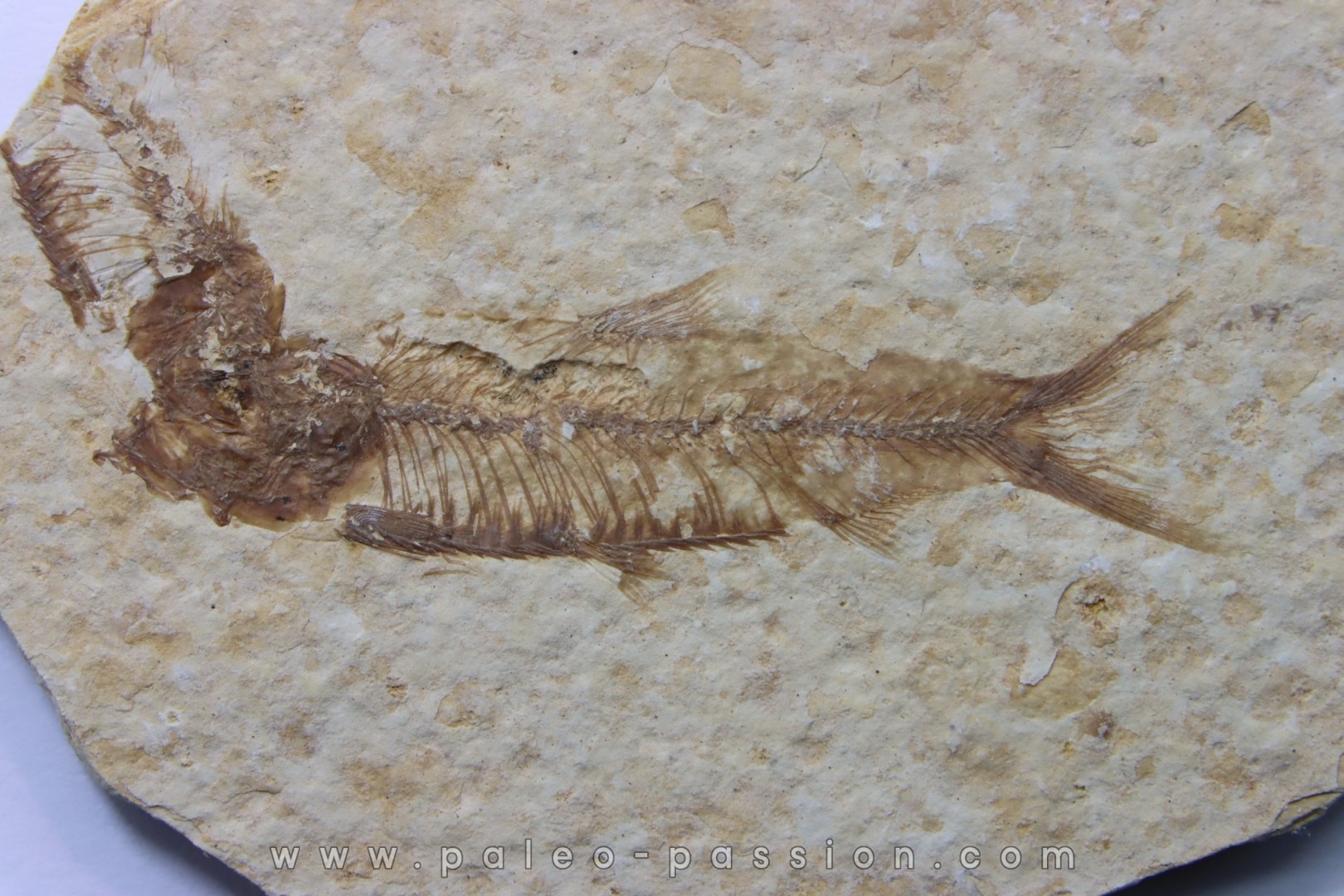poisson fossile KNIGHTIA EOCAENA - USA