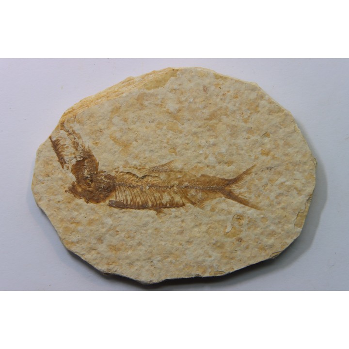 poisson fossile KNIGHTIA EOCAENA - USA