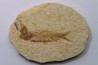 poisson fossile KNIGHTIA EOCAENA - USA