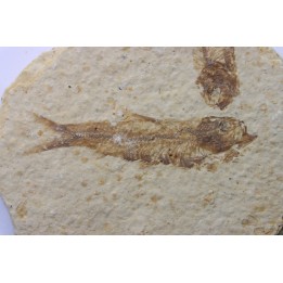 KNIGHTIA EOCAENA