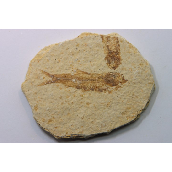 KNIGHTIA EOCAENA
