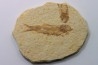 KNIGHTIA EOCAENA