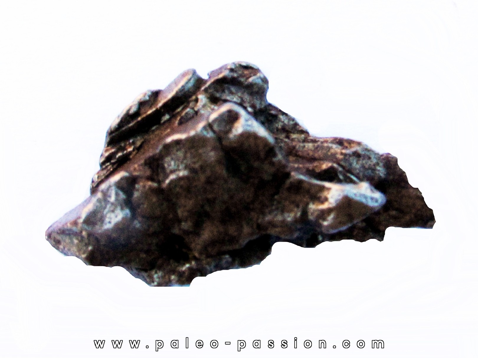 METEORITE Campo del Cielo (CDC4)