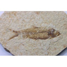 poisson fossile KNIGHTIA EOCAENA - USA
