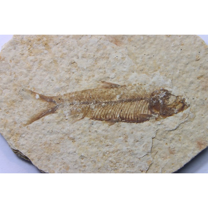 KNIGHTIA EOCAENA