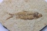 poisson fossile KNIGHTIA EOCAENA - USA