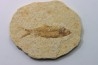 poisson fossile KNIGHTIA EOCAENA - USA
