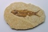 KNIGHTIA EOCAENA
