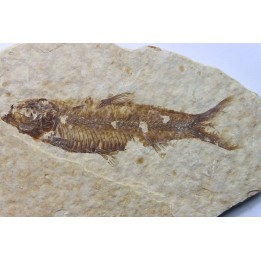 poisson fossile KNIGHTIA EOCAENA - USA