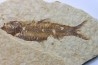 KNIGHTIA EOCAENA