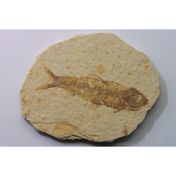 KNIGHTIA EOCAENA