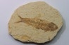 KNIGHTIA EOCAENA