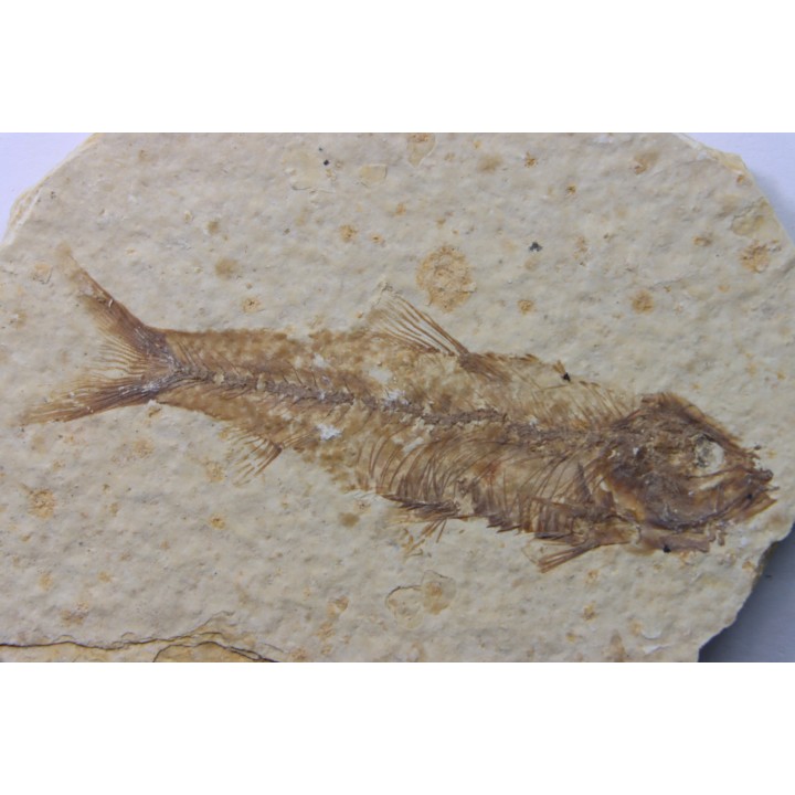 poisson fossile KNIGHTIA EOCAENA - USA
