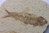 poisson fossile KNIGHTIA EOCAENA - USA