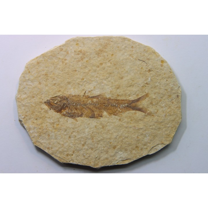 KNIGHTIA EOCAENA