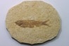 KNIGHTIA EOCAENA