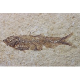 poisson fossile KNIGHTIA EOCAENA - USA