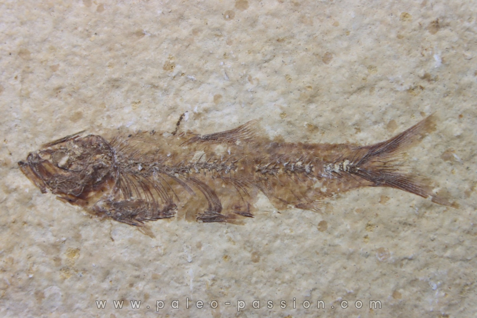 poisson fossile KNIGHTIA EOCAENA - USA