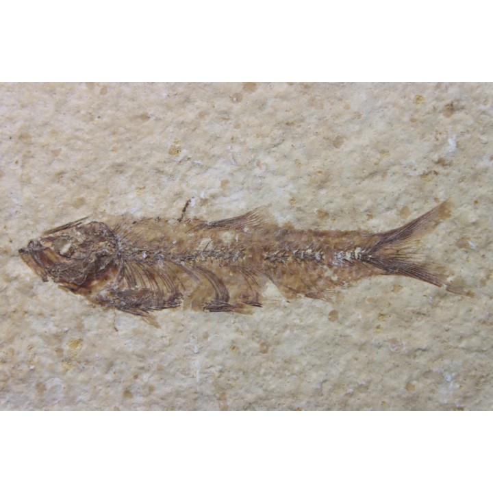 KNIGHTIA EOCAENA