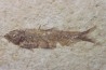 poisson fossile KNIGHTIA EOCAENA - USA