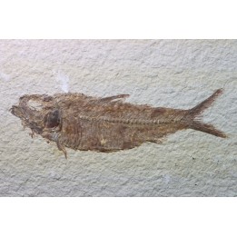 KNIGHTIA EOCAENA