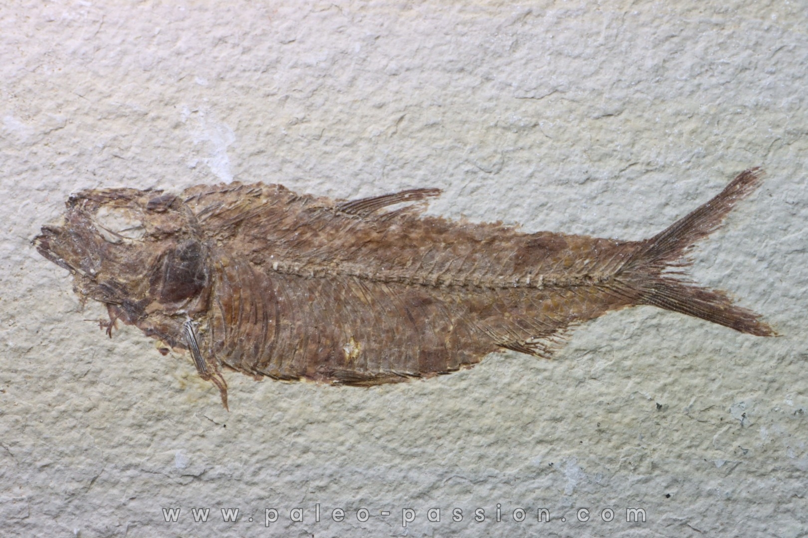 poisson fossile KNIGHTIA EOCAENA - USA