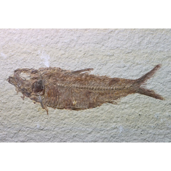 KNIGHTIA EOCAENA