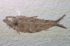 KNIGHTIA EOCAENA