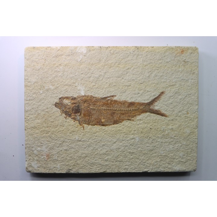 KNIGHTIA EOCAENA