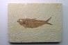 KNIGHTIA EOCAENA