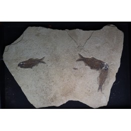 KNIGHTIA EOCAENA