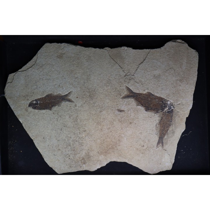 poisson fossile KNIGHTIA EOCAENA - USA