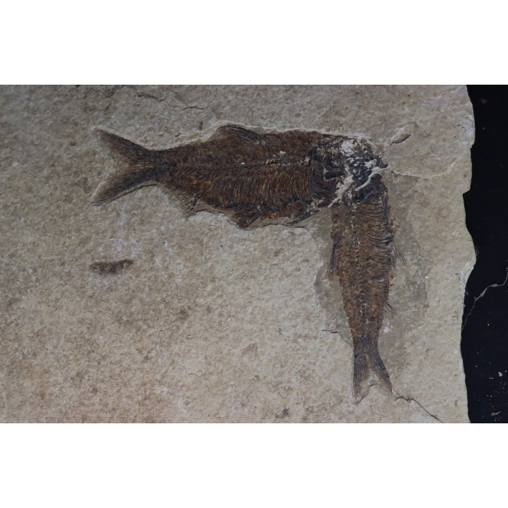 poisson fossile KNIGHTIA EOCAENA - USA