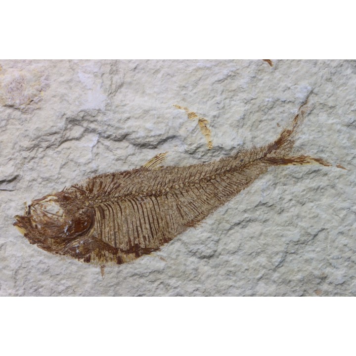 Diplomystus dentatus