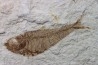 poisson fossile Diplomystus dentatus - USA