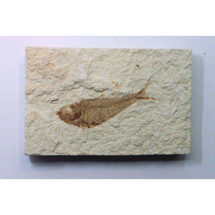 poisson fossile Diplomystus dentatus - USA