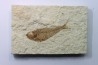 Diplomystus dentatus