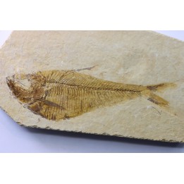 Diplomystus dentatus