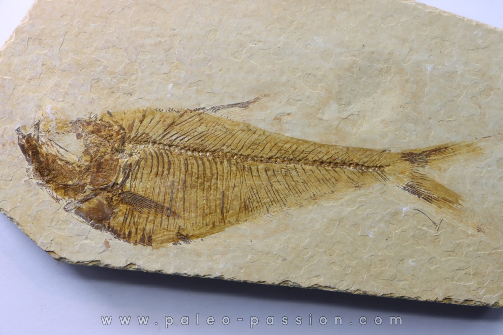 poisson fossile Diplomystus dentatus - USA