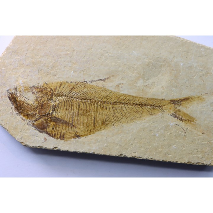 Diplomystus dentatus