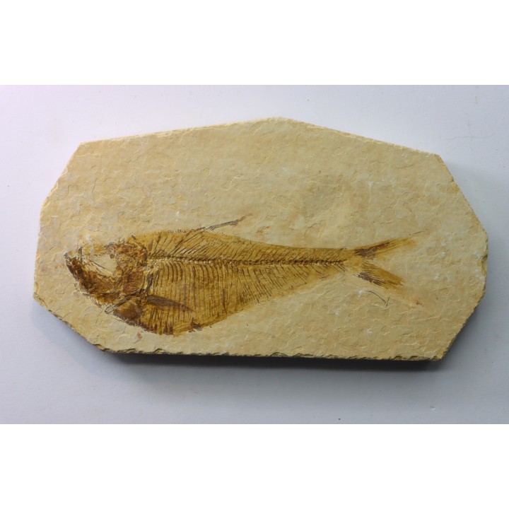 poisson fossile Diplomystus dentatus - USA