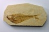 Diplomystus dentatus