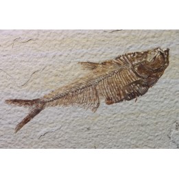 Diplomystus dentatus