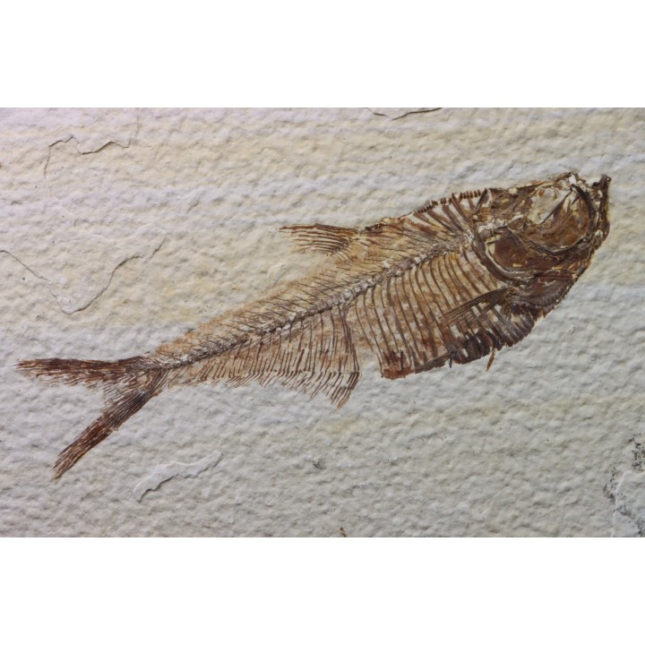 Diplomystus dentatus