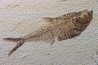Diplomystus dentatus