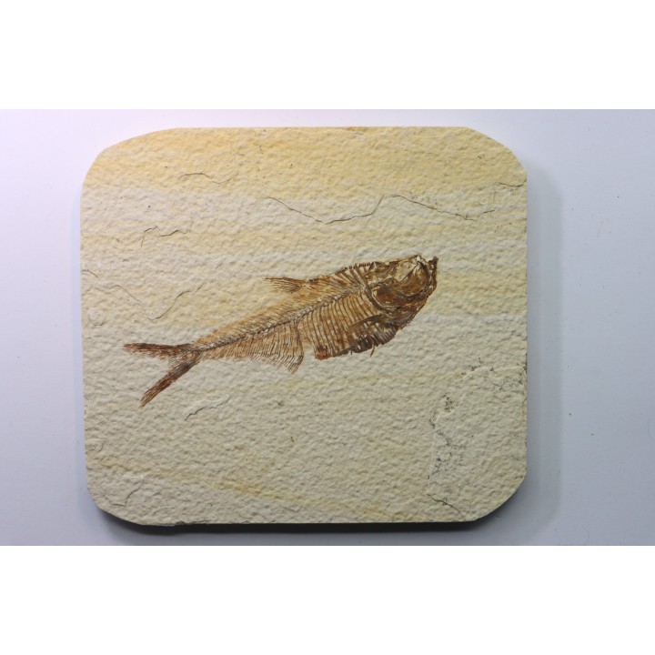 poisson fossile Diplomystus dentatus - USA