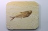 poisson fossile Diplomystus dentatus - USA