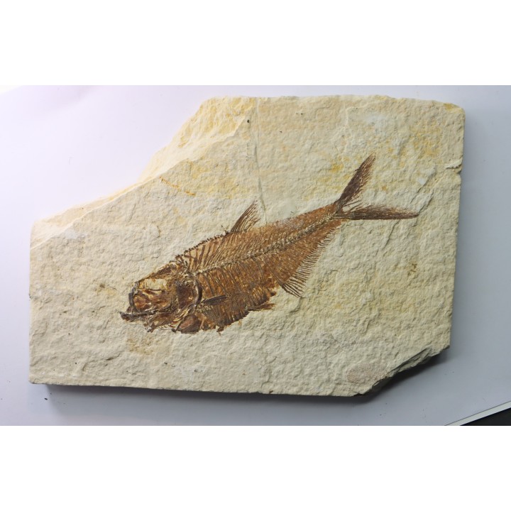 Diplomystus dentatus