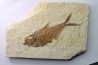 poisson fossile Diplomystus dentatus - USA