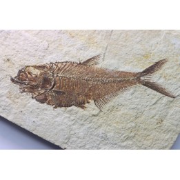 Diplomystus dentatus